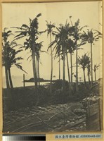 椰仔樹景藏品圖，第1張